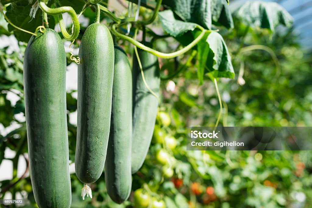 Fresh ripe cucumbers in a row Fresh ripe bunch of green cucumbers growing in greenhouse, illuminated by sunlight. Low depth of field and blurred background with another vegetable plants. Cucumber Stock Photo