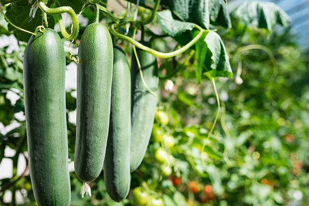 Fresh ripe cucumbers in a row stock photo