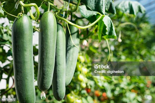 Fresh Ripe Cucumbers In A Row Stock Photo - Download Image Now - Cucumber, Plant, Farm