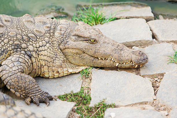 istock huge crocodiles of Madagascar 497571892
