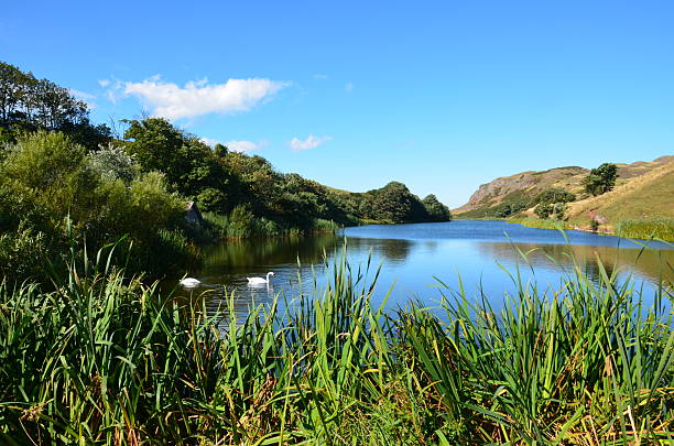 Swans at St Abbs Head in Scotland