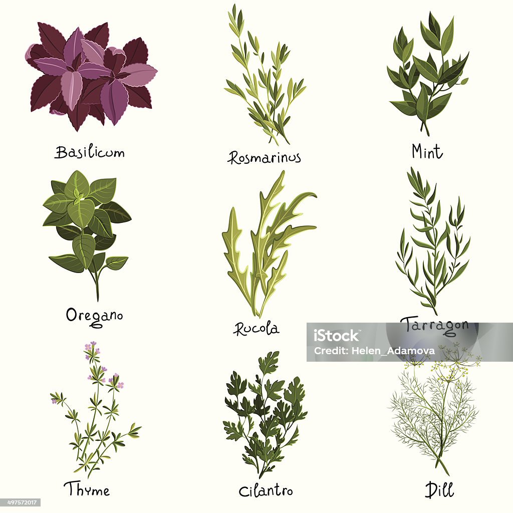 Herbs set Set of nine vector herbs. Herbs set. Vector illustration Cilantro stock vector