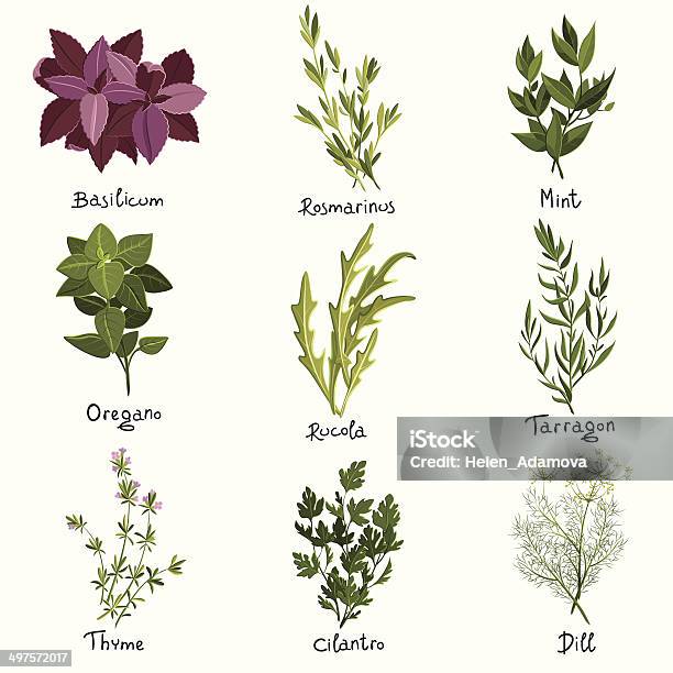 Herbs Set Stock Illustration - Download Image Now - Cilantro, Rosemary, Arugula