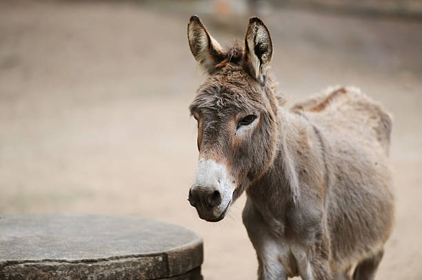 Donkey of brown color