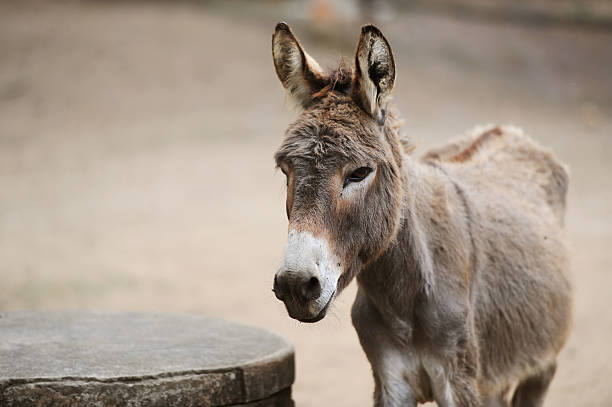 Donkey of brown color Portrait of a donkey on farm. ass horse family photos stock pictures, royalty-free photos & images