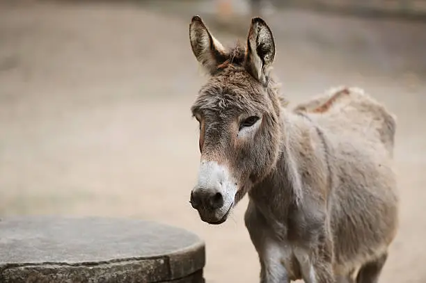 Photo of Donkey of brown color
