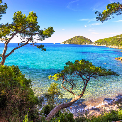 Elba island sea, Portoferraio Viticcio beach coast and mediterranean pine trees Tuscany, Italy, Europe.