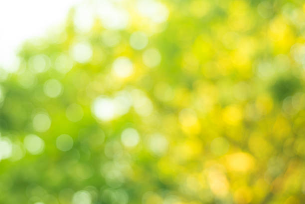 istock autumn nature out of focus background, good for backdrop 497572742