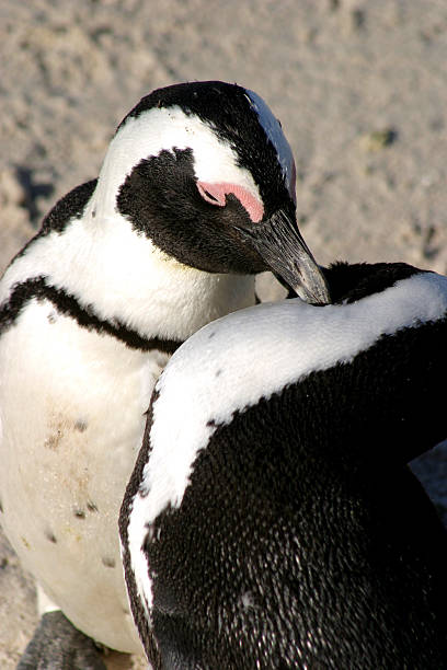 istock African or Jackass penguin, South Africa. 497573512
