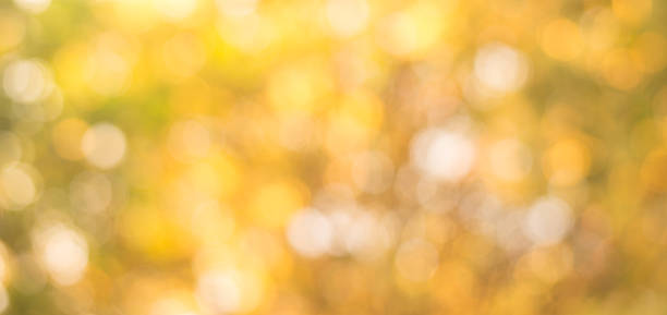 istock autumn nature out of focus background, good for backdrop 497573592