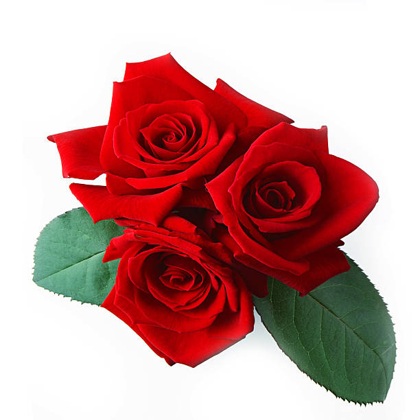 istock sweet flower on white isolated 497574466