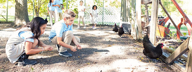 istock Diverse elementary students feeding chickens during farm field trip 497575044