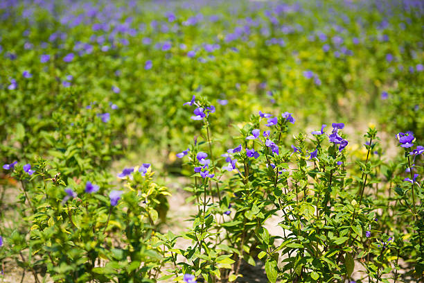 purple flowers in the field, flora