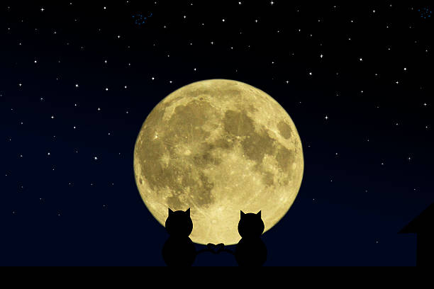 istock Two black cat crossed their tails 497577006