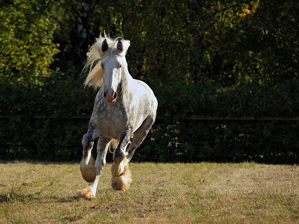 gray shire proyecto horse galloping - draft horse fotografías e imágenes de stock