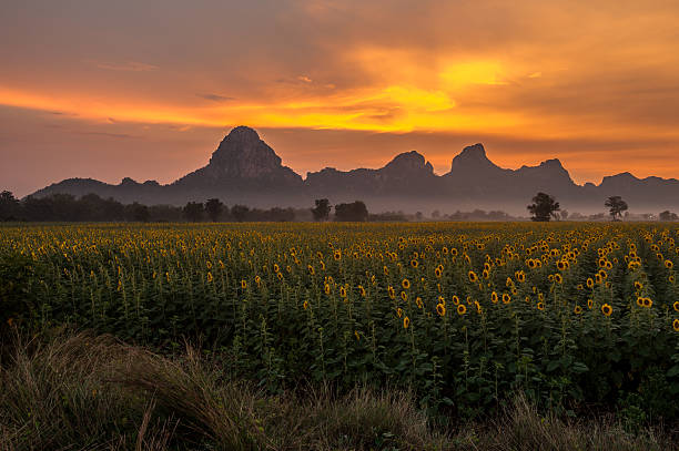 istock beautiful sunflowers with sunset 497577874