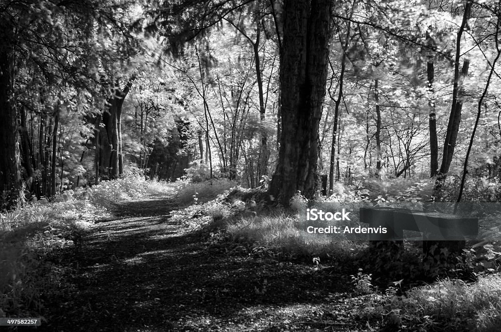 Lunga esposizione a raggi infrarossi e sentiero foresta - Foto stock royalty-free di Albero