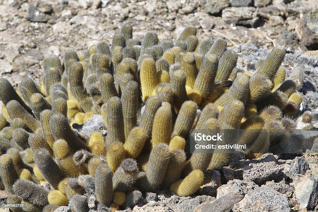 Lava cactus in Genovesa island - Lizenzfrei Charles Darwin - Naturforscher Stock-Foto