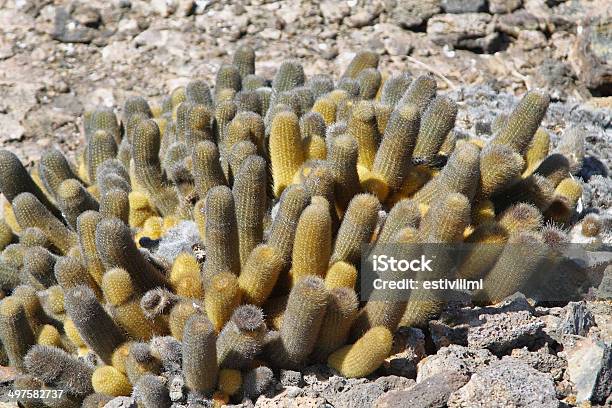 Lava Cactus In Genovesa Island Stockfoto und mehr Bilder von Charles Darwin - Naturforscher - Charles Darwin - Naturforscher, Galapagosinseln, Kaktus