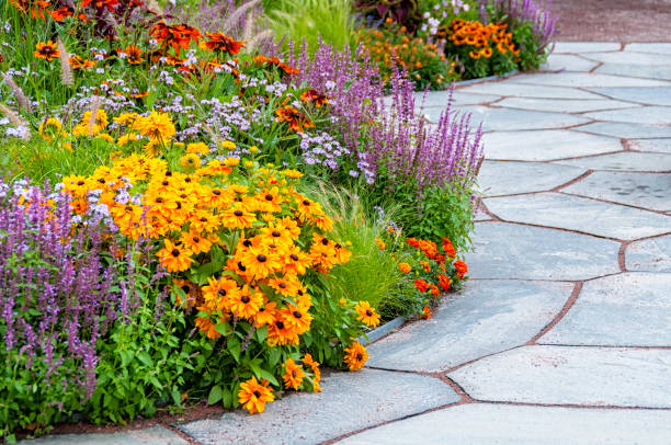 black-eyed susans - stone walkway imagens e fotografias de stock