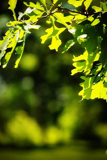 istock Nature Background- Oak Leaves Summer Vertical 497583949