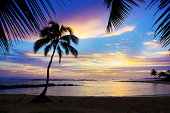 Sunset Sihouette Palm Tree on Poipu Beach of Kauai Hawaii