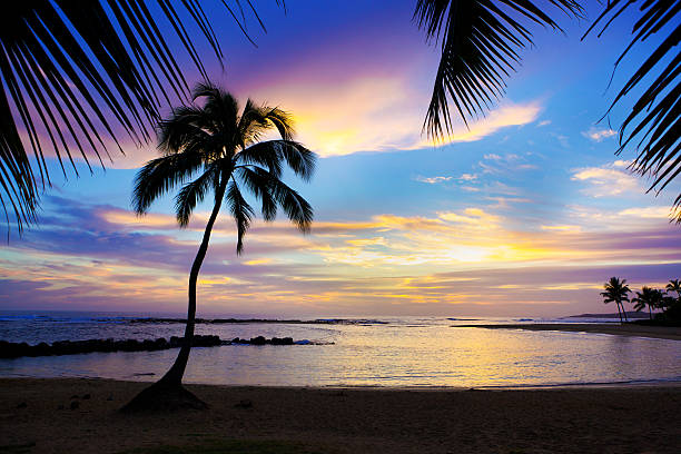 Sunset Sihouette Palm Tree on Poipu Beach of Kauai Hawaii Dramatic Hawaiian sunset over the tropical paradise of Kauai. A colorful sunset on a romantic and tranquil beach surrounded by tropical silhouette palm trees. Photographed on location in Poipu Beach of Kauai, Hawaii, USA. Framed in horizontal format with silhouette palm and sandy beach, with copy space in the center of composition. hawaii islands stock pictures, royalty-free photos & images