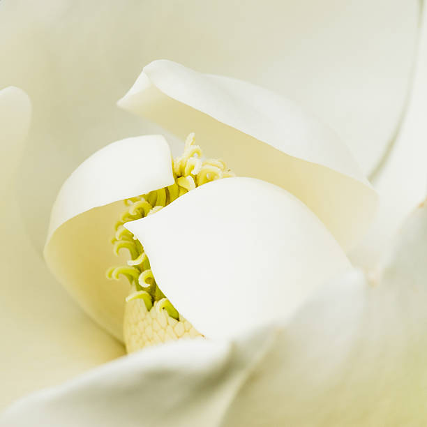 Magnolia Blossom Macro Very close image of the heart of southern magnolia. Soft and gentle image. magnolia white flower large stock pictures, royalty-free photos & images