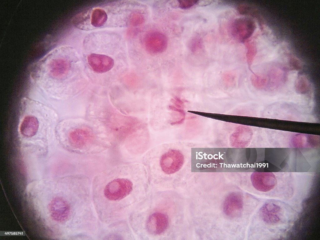 Living healthy cells (mitosis) - original micro-photo of tissue Living healthy cells (mitosis) - original micro-photo of tissue under a microscope Allium Flower Stock Photo