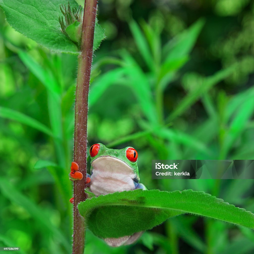 Frog on a plant in its natural environment Amphibian Stock Photo