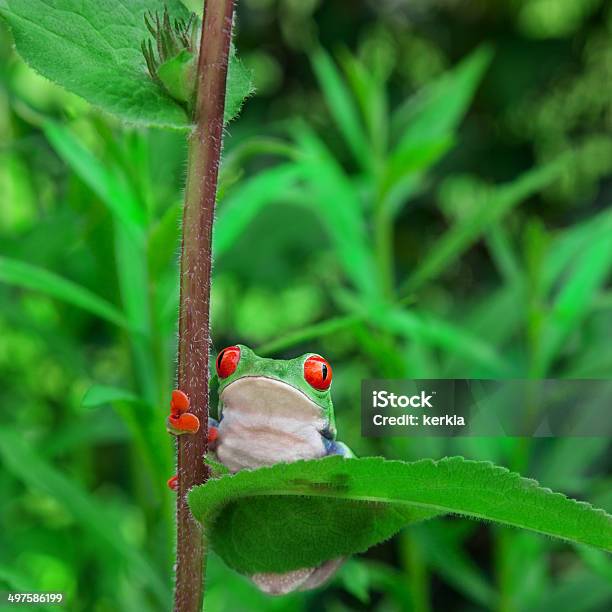 Frog On A Plant In Its Natural Environment Stock Photo - Download Image Now - Amphibian, Animal, Animals In The Wild