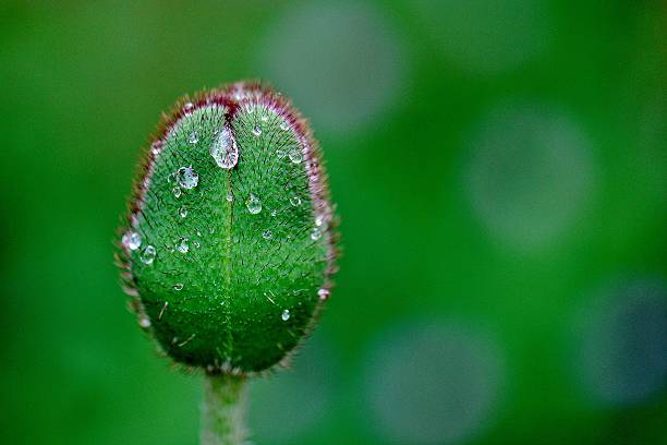 chuva de papoula-bud palco - poppy bud - fotografias e filmes do acervo