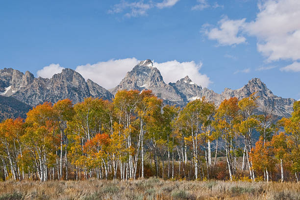 Fall Colors in the Tetons Every Fall, the Jackson Hole Valley puts on a brilliant display of gold and orange as the numerous aspen groves change colors. This stand of aspens frames the rugged Teton Range near Moose Junction in Grand Teton National Park near Jackson, Wyoming, USA. jeff goulden grand teton national park stock pictures, royalty-free photos & images