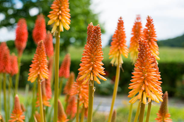 kniphofia or torch lily blooming stock photo