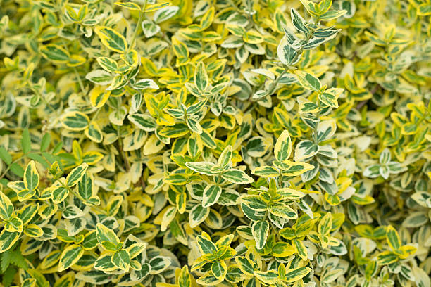 Euonymus japonicus or Ovatus Aureus Euonymus japonicus called Ovatus Aureus - a lot of small leafs at the bottom. aureus stock pictures, royalty-free photos & images