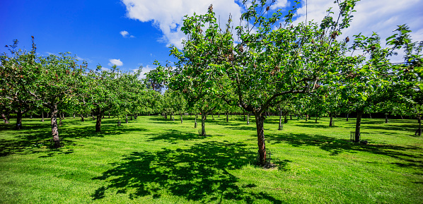 Apple tree in the Altes Land near Hamburg