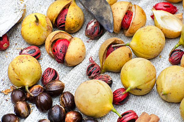 nutmeg harvest  Myristica fragrans Harvest of nutmeg fruit, mace and nutmeg seed, Myristica fragrans. All three come from the same tree. The nutmeg fruit surrounds the mace and nutmeg seed and is eaten fresh or dried. Mace is the red aril that surrounds the nutmeg seed. Both mace and nutmeg (seed) are used as spices after being dried. Banda Naira, Maluku, Indonesia. mace spice stock pictures, royalty-free photos & images