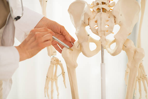istock Doctor pointing on human skeleton anatomical model. Closeup 497589733