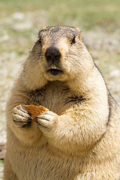 istock Funny marmot with bisquit on the meadow 497595417