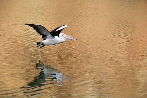Pelican Flying above Water, coloured by Sand Stone Coloured cliffs.