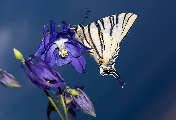 Beautiful sail swallowtail butterfly resting on a flower