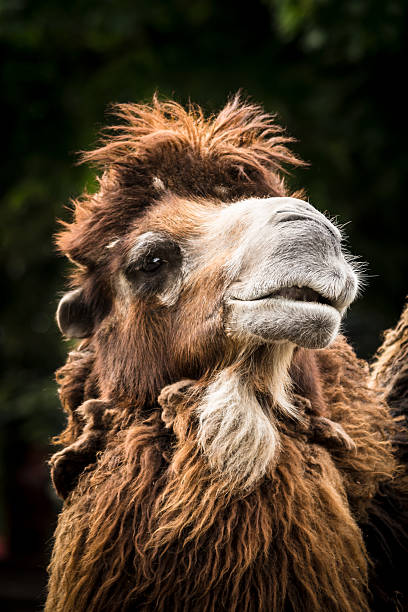 верблюд портрет (мелкий dof) - bactrian camel camel independent mongolia gobi desert стоковые фото и изображения