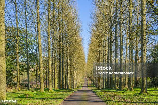 Estrada Secundária - Fotografias de stock e mais imagens de Agricultura - Agricultura, Ao Ar Livre, Campo agrícola