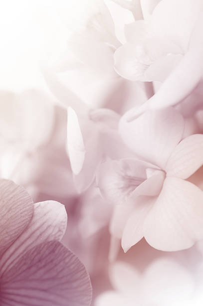 istock sweet color orchids in soft style 497597711