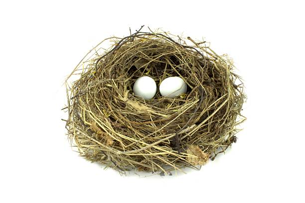 istock Bird nest and eggs on white background 497598173
