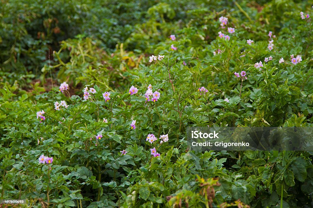 Vegetable garden Vegetable garden. Potatoes and cabbage and more. Agriculture Stock Photo