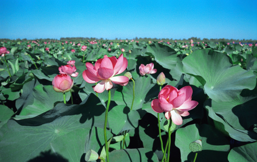 Blooming Lotus. Astrakhan region, Russia.