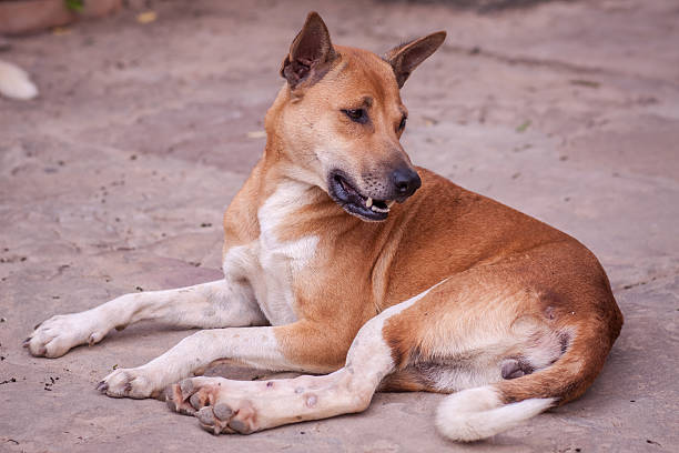 istock Stray dog aliving on the streets or communities. 497600805