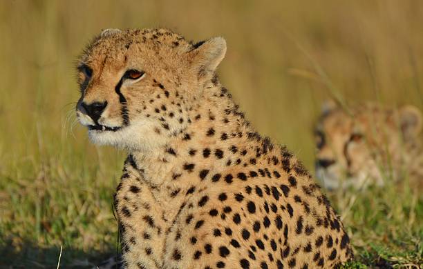 istock Cheetah of the Serengeti 497600811