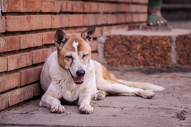 istock Stray dog aliving on the streets or communities. 497600815